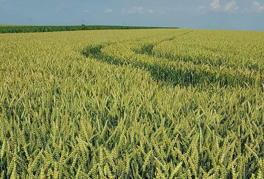 Productia de cereale nu este afectata de seceta