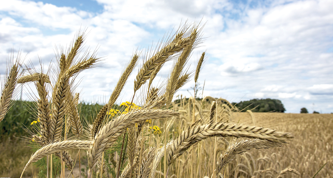 Ministrul Agriculturii sustine ca Romania are stocuri pana la noua recolta
