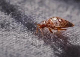 Ploșnițe la Spitalul Colentina: șase pacienți mutați de urgență